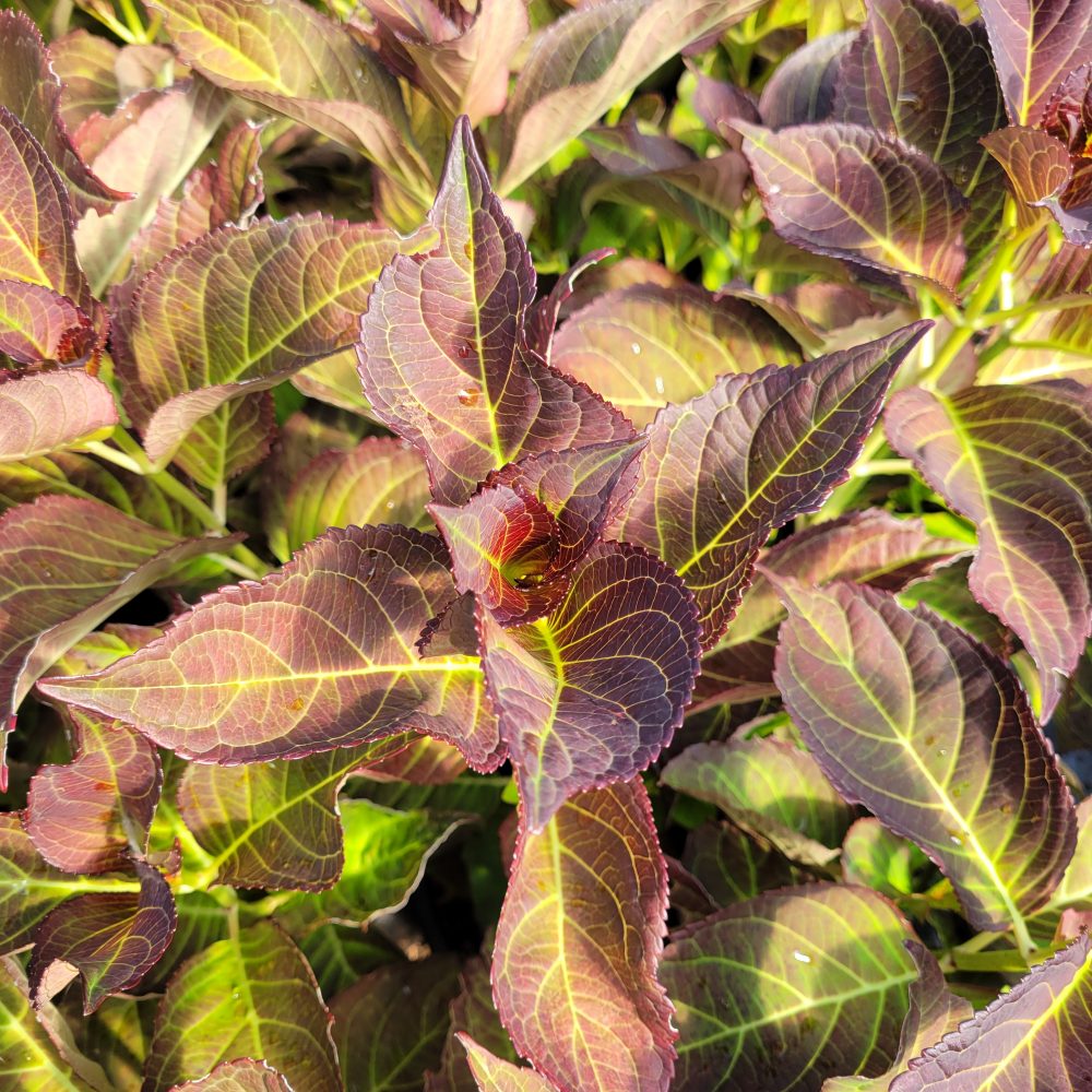Hydrangea macrophylla 'Masja' / Masja Hydrangea