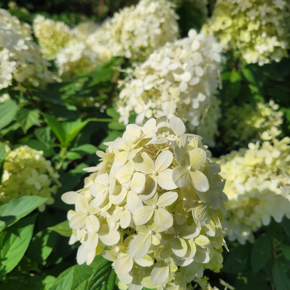 Hydrangea paniculata 'Limelight Prime' / Limelight Prime Hydrangea
