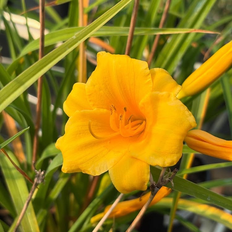 Hemerocallis 'Hyperion' / Hyperion Daylily