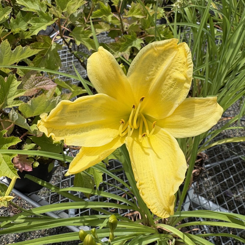 Hemerocallis 'Hyperion' / Hyperion Daylily