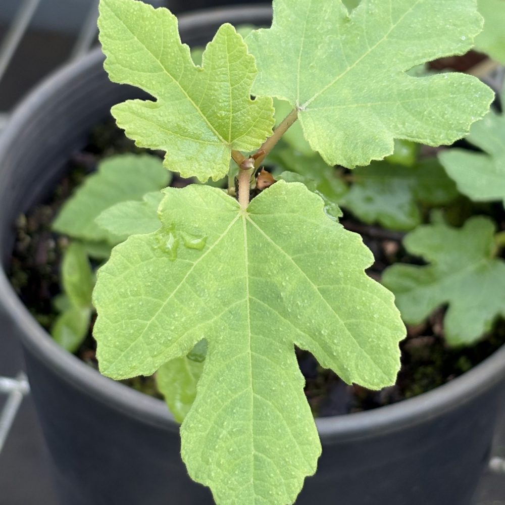 Ficus carica 'Little Ruby' / Little Ruby Ficus