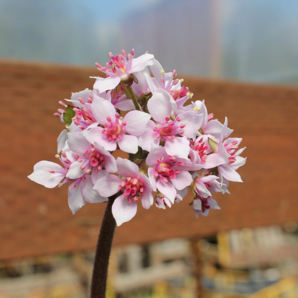 Darmera peltata / Indian Rhubarb