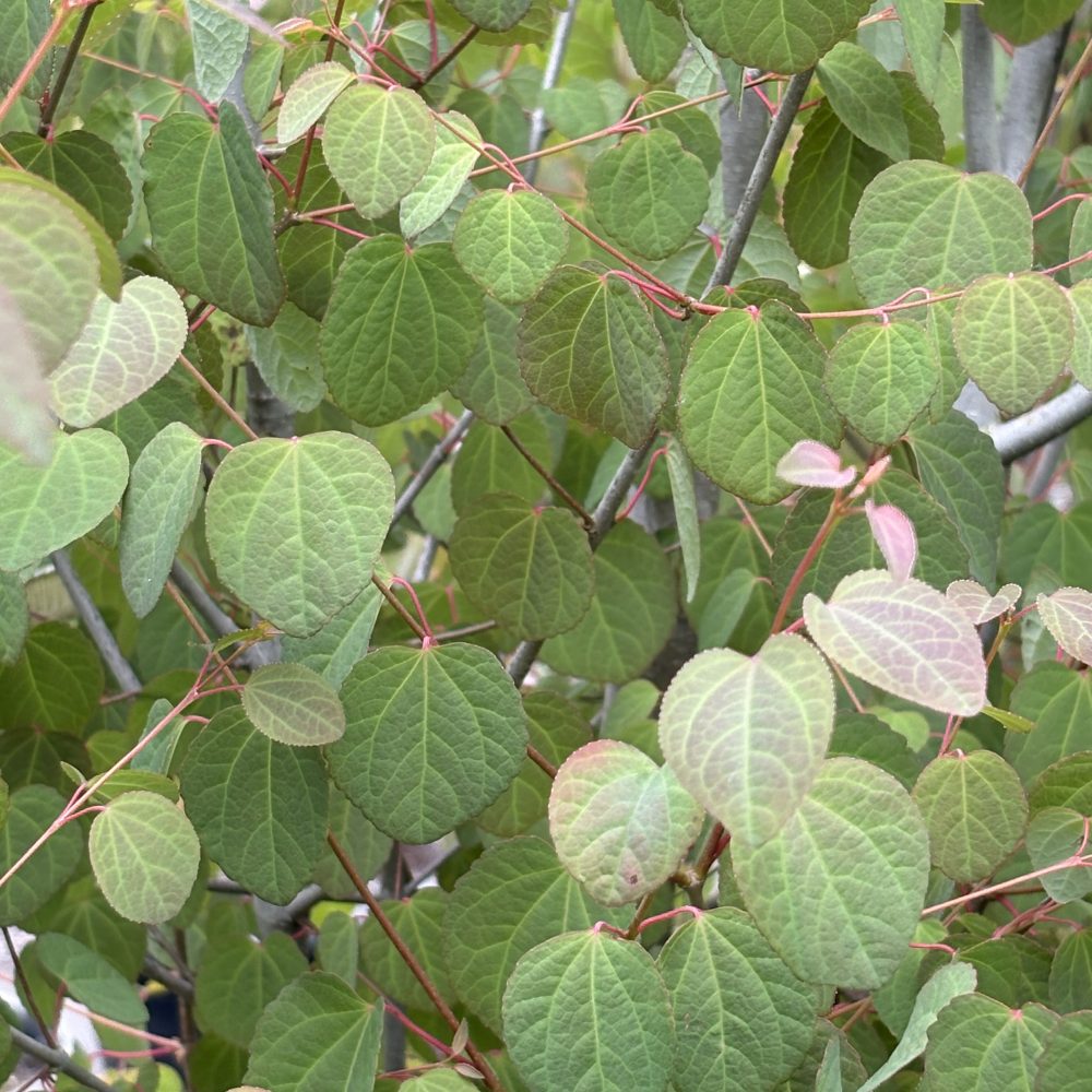 Cercidiphyllum japonicus / Katsura Tree