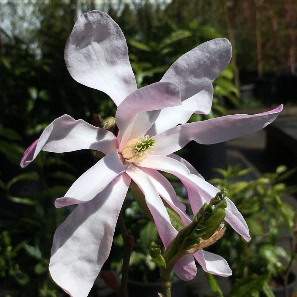 Magnolia x loebneri 'Leonard Messel' / Leonard Messel Magnolia