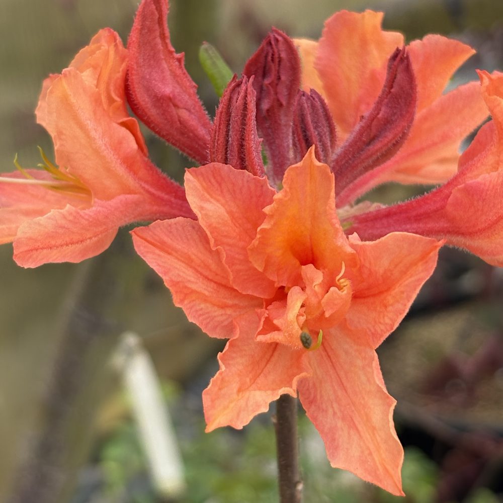 Rhododendron 'Mandarin Lights' / Mandarin Lights Azalea