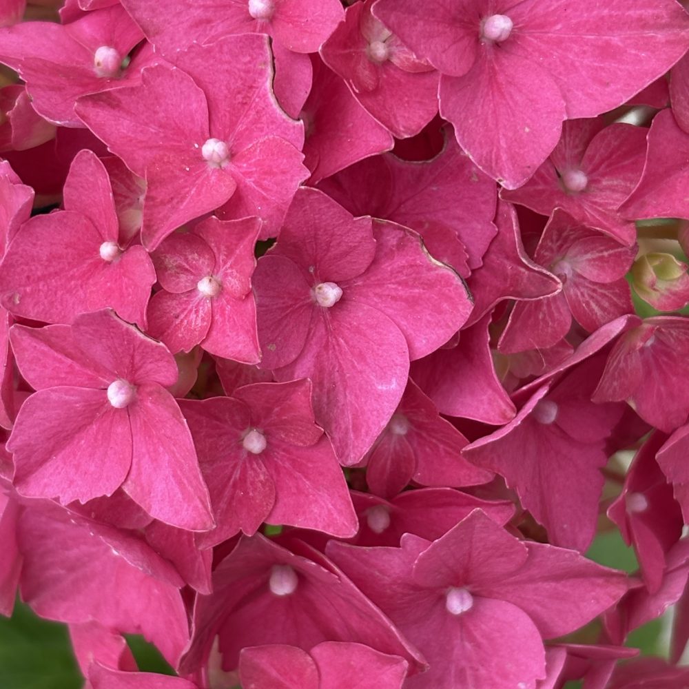 Hydrangea macrophylla 'Masja' / Masja Hydrangea