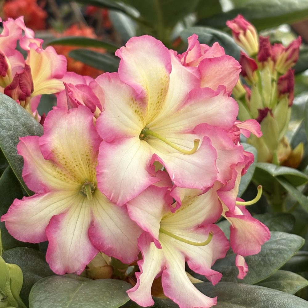 Rhododendron 'Melrose Flash' / Melrose Flash Rhododendron
