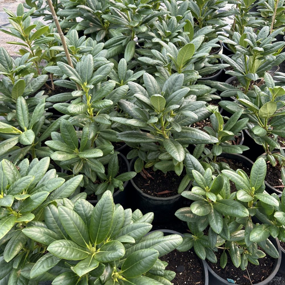 Rhododendron 'Melrose Flash' / Melrose Flash Rhododendron