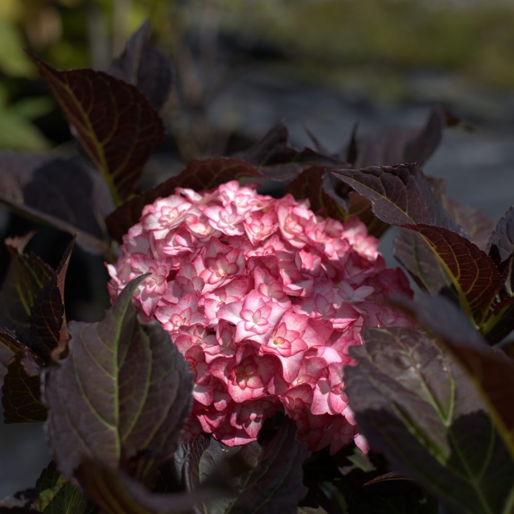 Hydrangea macrophylla 'Miss Saori' / Miss Saori Hydrangea
