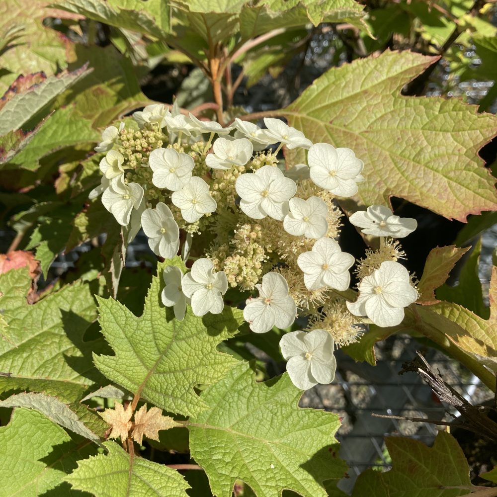 Hydrangea quercifolia 'Munchkin' / Munchkin Oakleaf Hydrangea