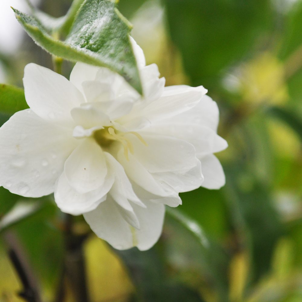Philadelphus x virginalis 'Minnesota Snowflake' / Minnesota Snowflake Mock Orange
