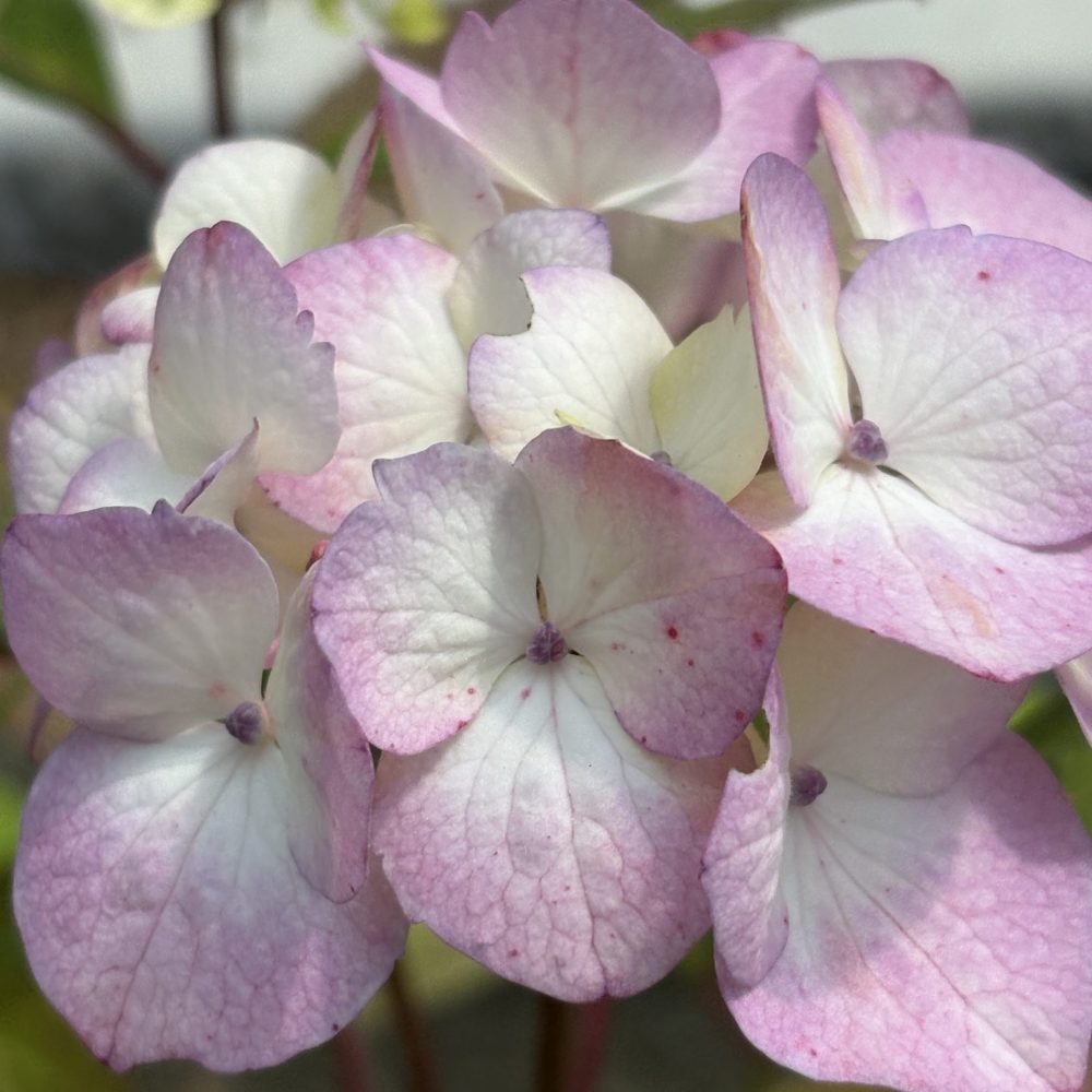 Hydrangea macrophylla 'Pink Beauty' / Pink Beauty Hydrangea