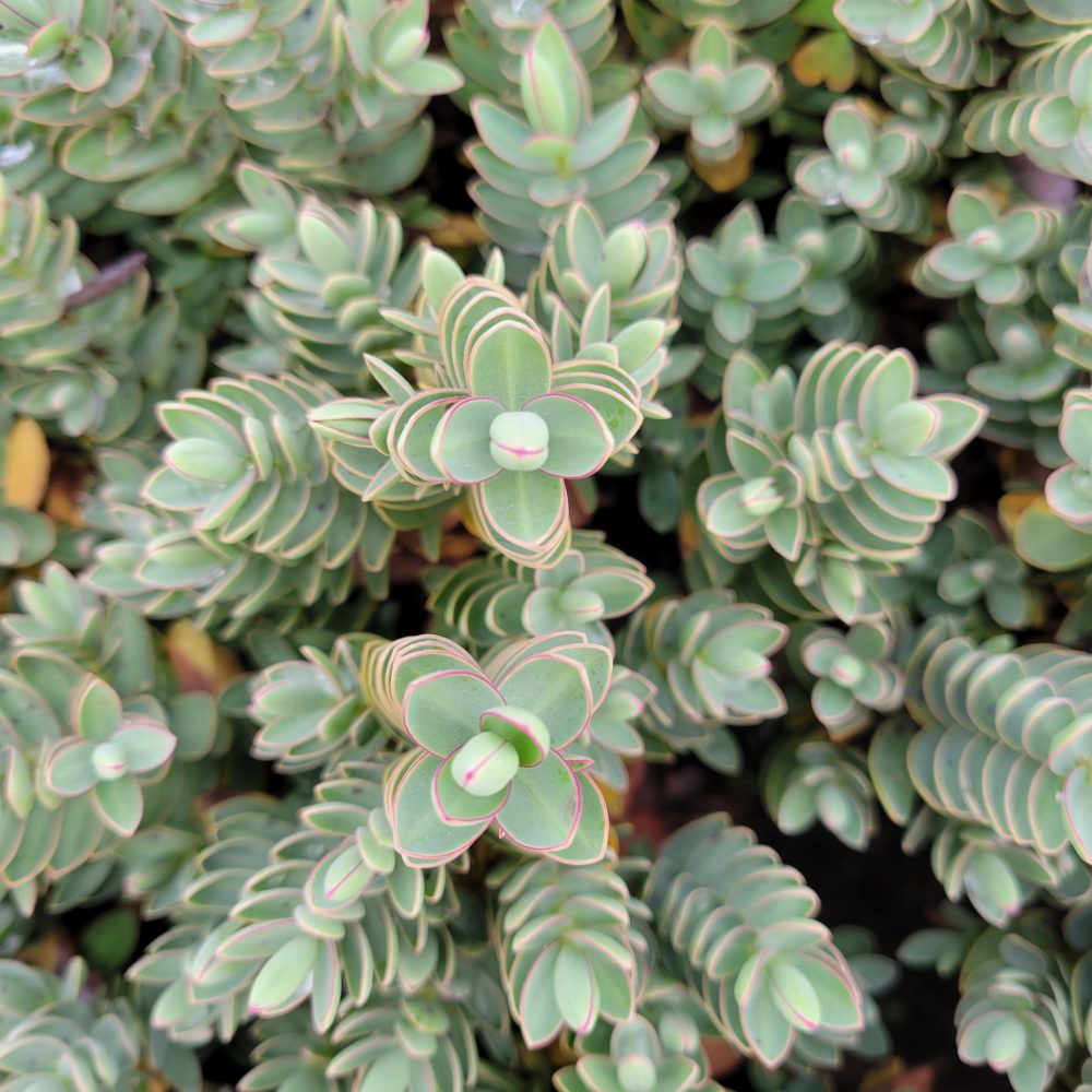 Hebe albicans 'Red Edge' / Red Edge Hebe