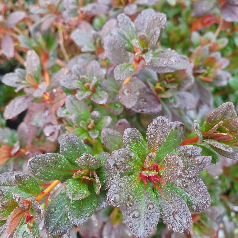 Rhododendron 'Silvester' / Silvester Azalea
