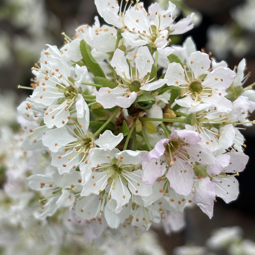 Prunus salicina 'Santa Rosa' / Santa Rosa Plum