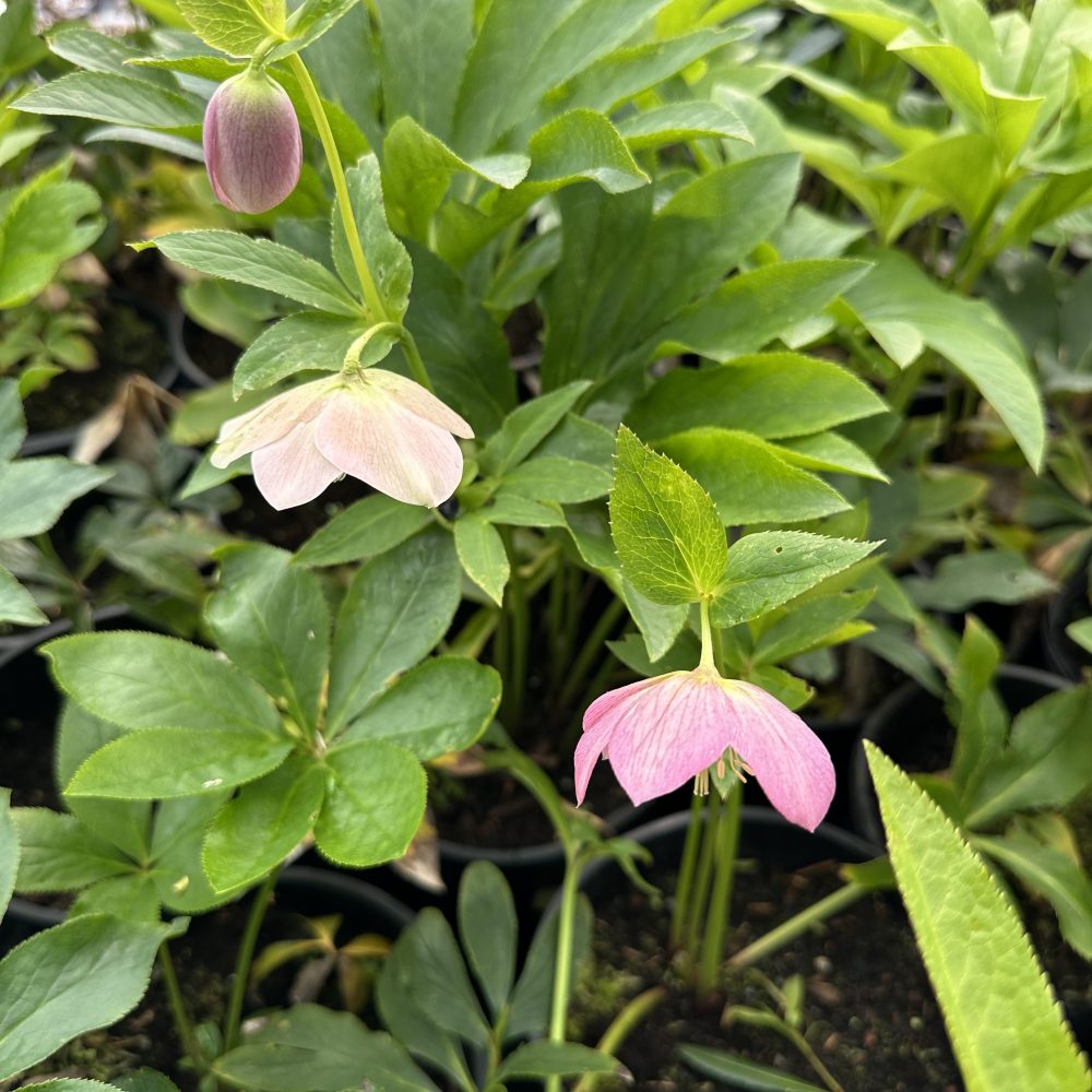 Helleborus 'Sunshine' / Sunshine Hellebore