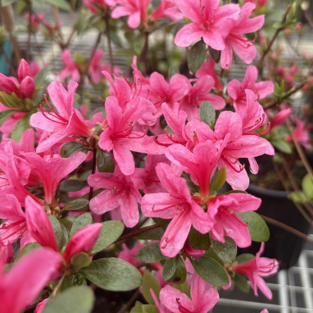 Rhododendron 'Silvester' / Silvester Azalea