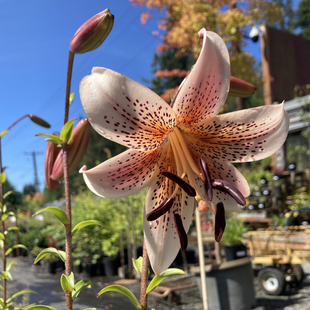 Lilium lancifolium / Tiger Lily