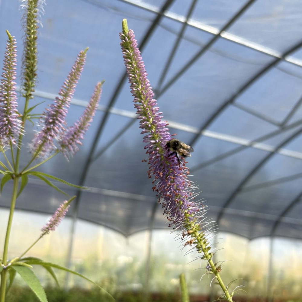 Veronicastrum virginicum 'Fascination' / Culver's Root