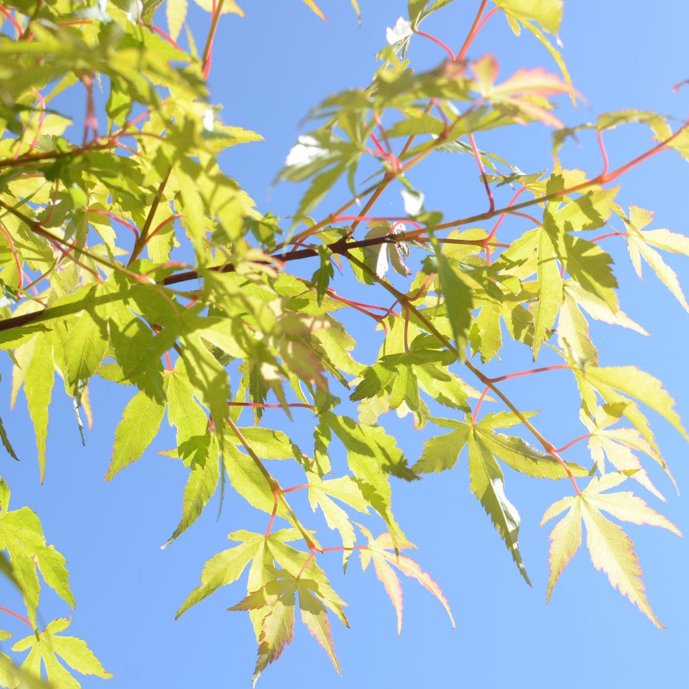 Acer palmatum / Japanese Maple