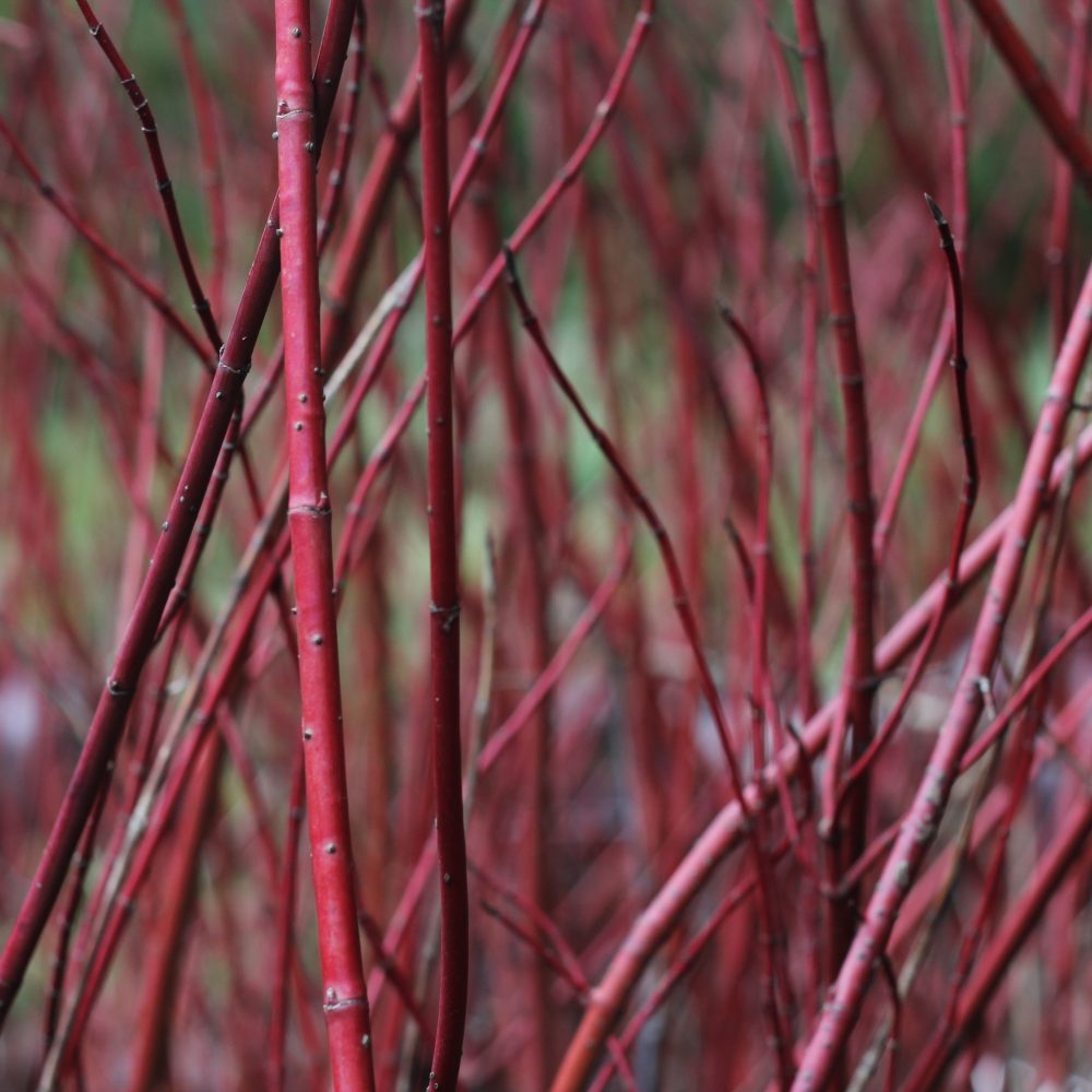 Cornus alba 'Sibirica' / Siberian Dogwood