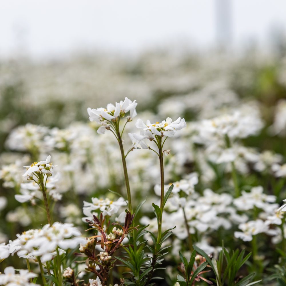 Iberis sempervirens 'White Out' / White Out Candytuft