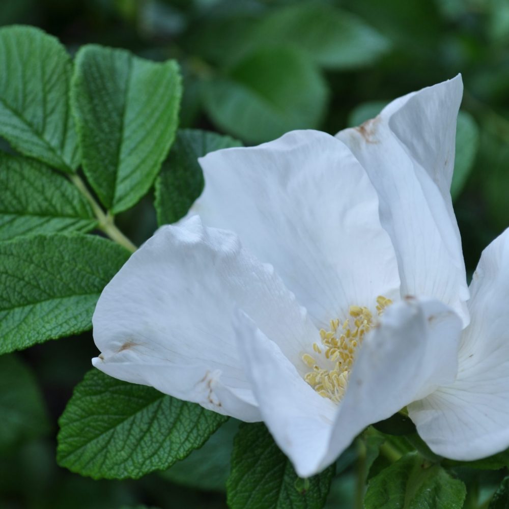 Rosa rugosa 'Alba' / White Rugosa Rose