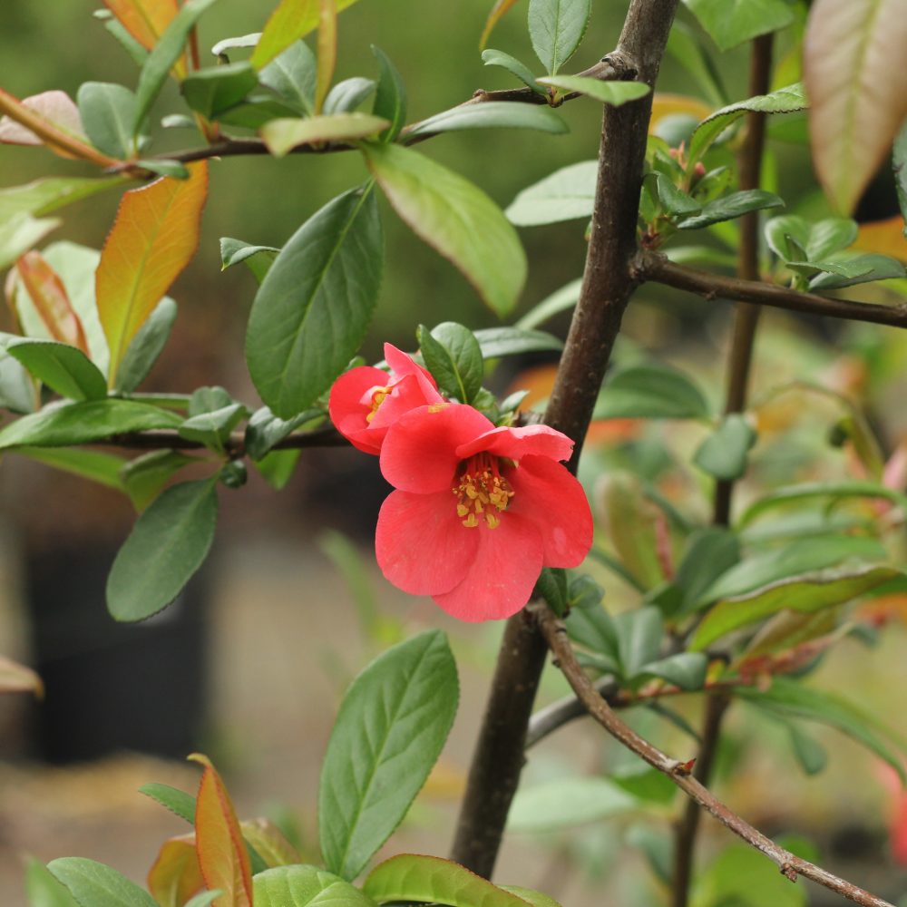 Chaenomeles x superba 'Texas Scarlet' / Texas Scarlet Flowering Quince