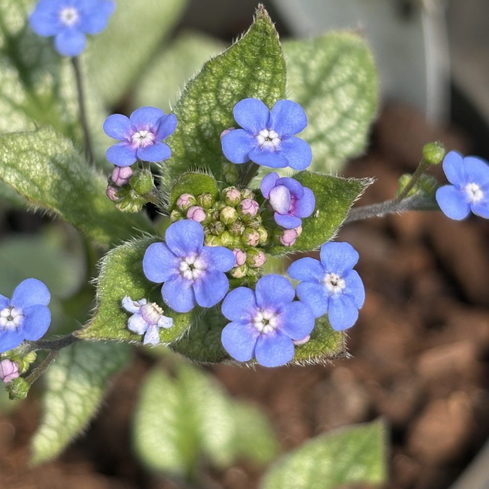 Brunnera macrophylla 'Jack Frost' / Jack Frost Brunnera