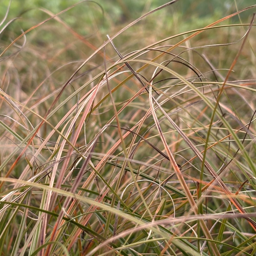 Carex testacea / Orange New Zealand Sedge