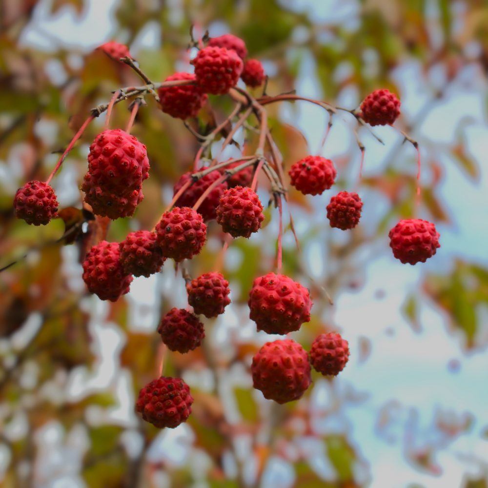 Cornus kousa / Kousa Dogwood
