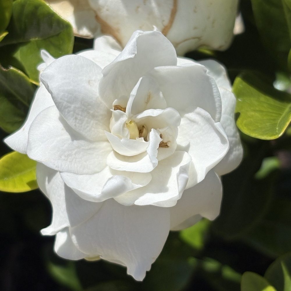 Gardenia jasminoides 'Crown Jewel' / Crown Jewel Gardenia