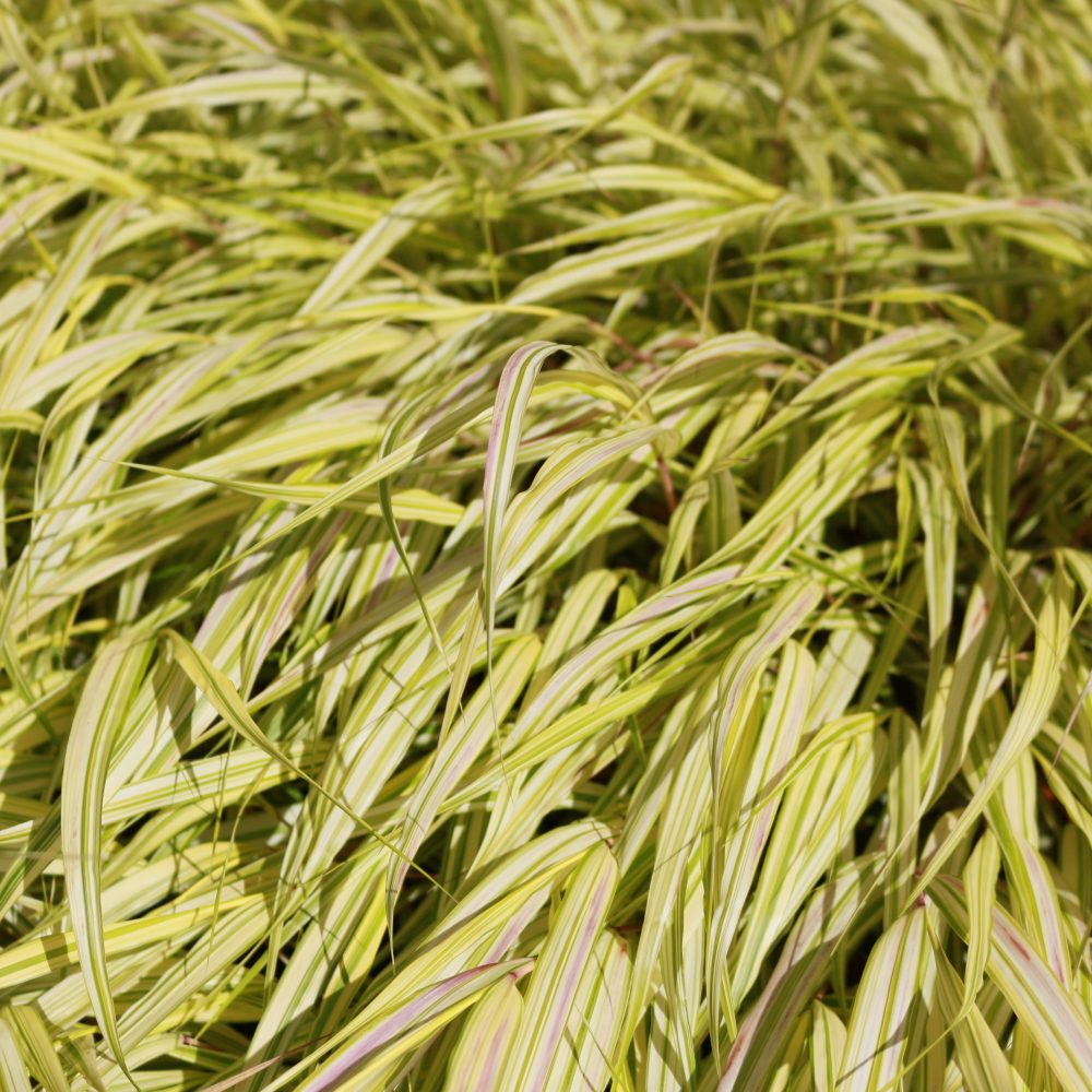 Carex morrowii 'Evergold' / Evergold Sedge