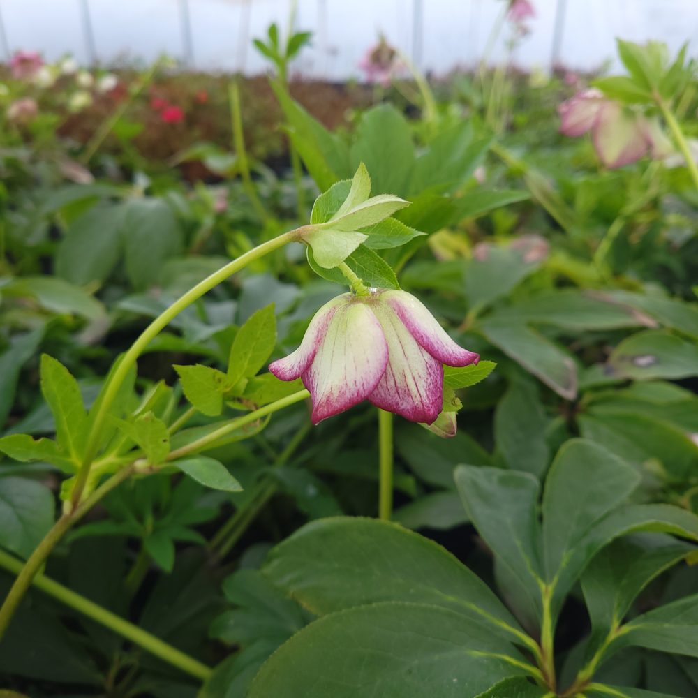 Helleborus 'Picotee Lady' / Picotee Lady Hellebore