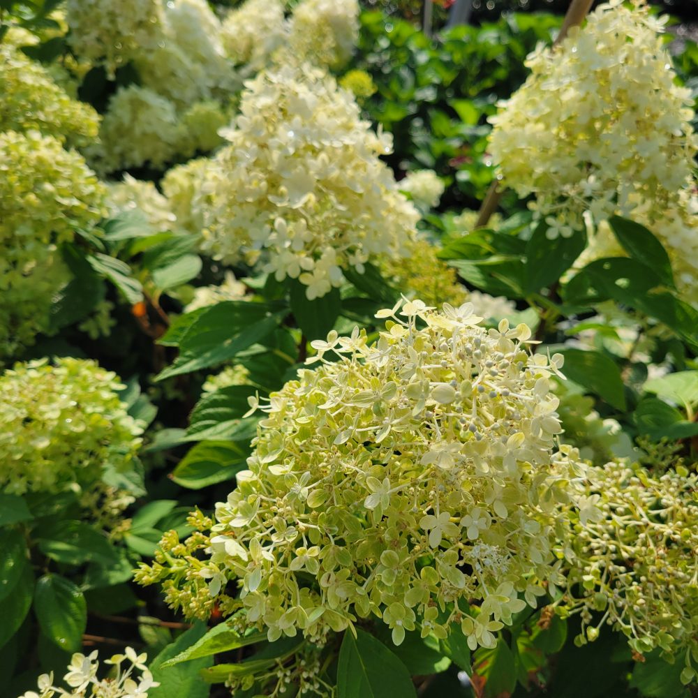 Hydrangea paniculata 'Jane' / Little Lime Hydrangea