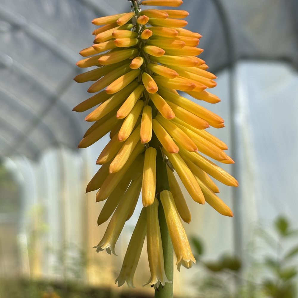Kniphofia 'Mango Popsicle' / Mango Popsicle Red Hot Poker