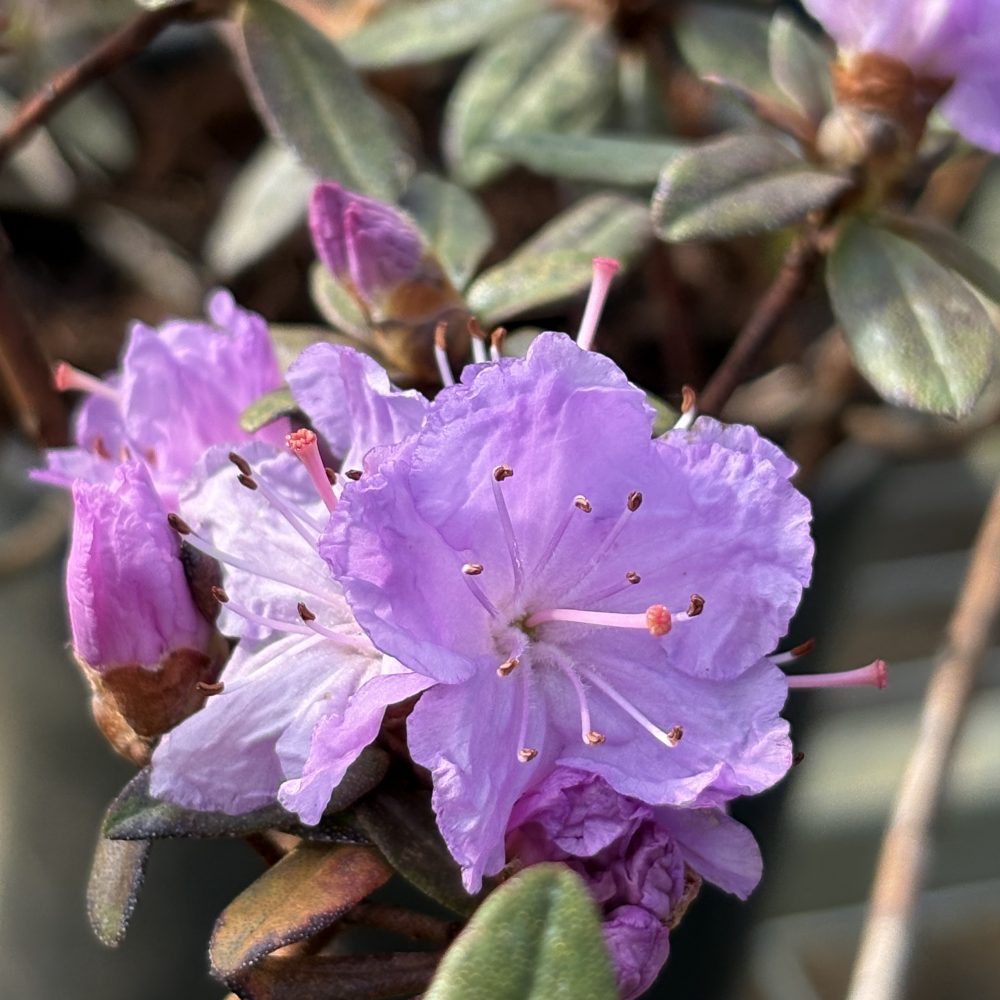 Rhododendron 'Ramapo' / Ramapo Rhododendron