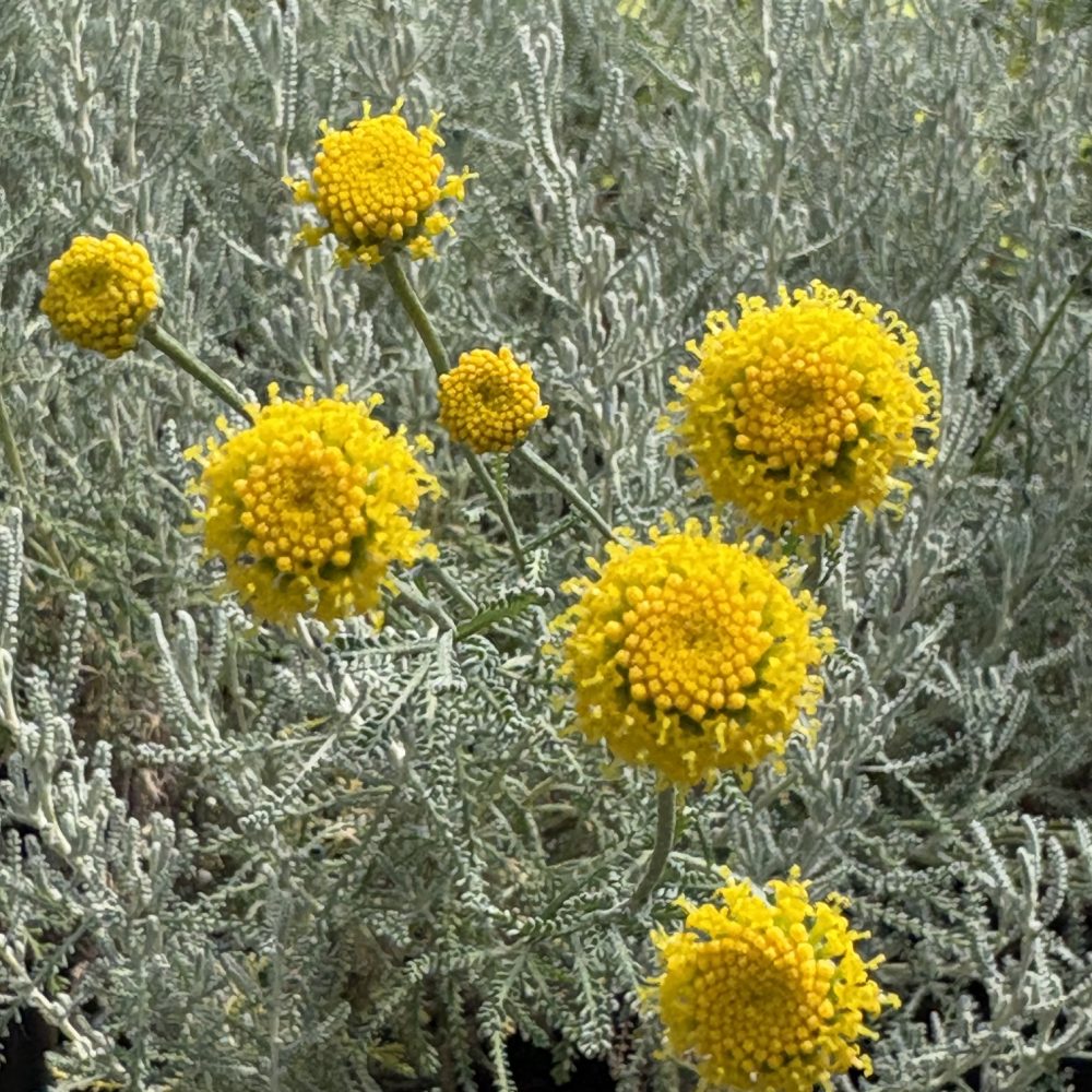 Santolina incana 'Nana' / Lavender Cotton