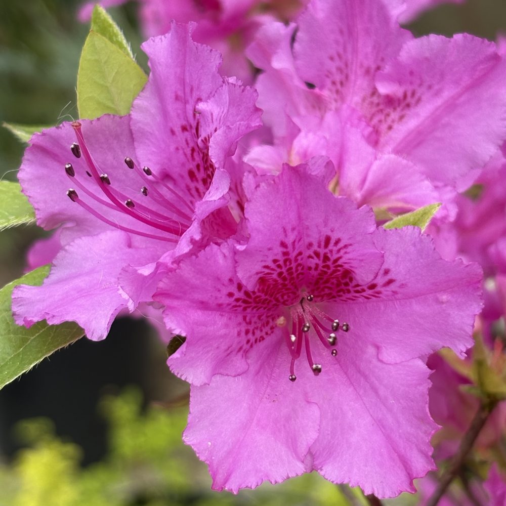 Rhododendron 'Sherwood Orchid' / Sherwood Orchid Azalea