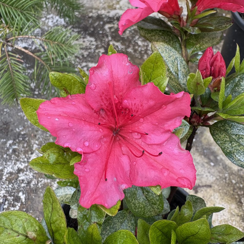 Rhododendron 'Vuyk's Scarlet' / Vuyk's Scarlet Azalea