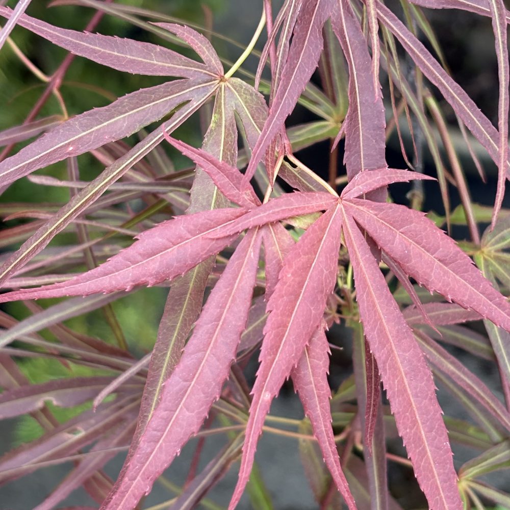 Acer palmatum 'Villa Taranto' / Villa Taranto Japanese Maple