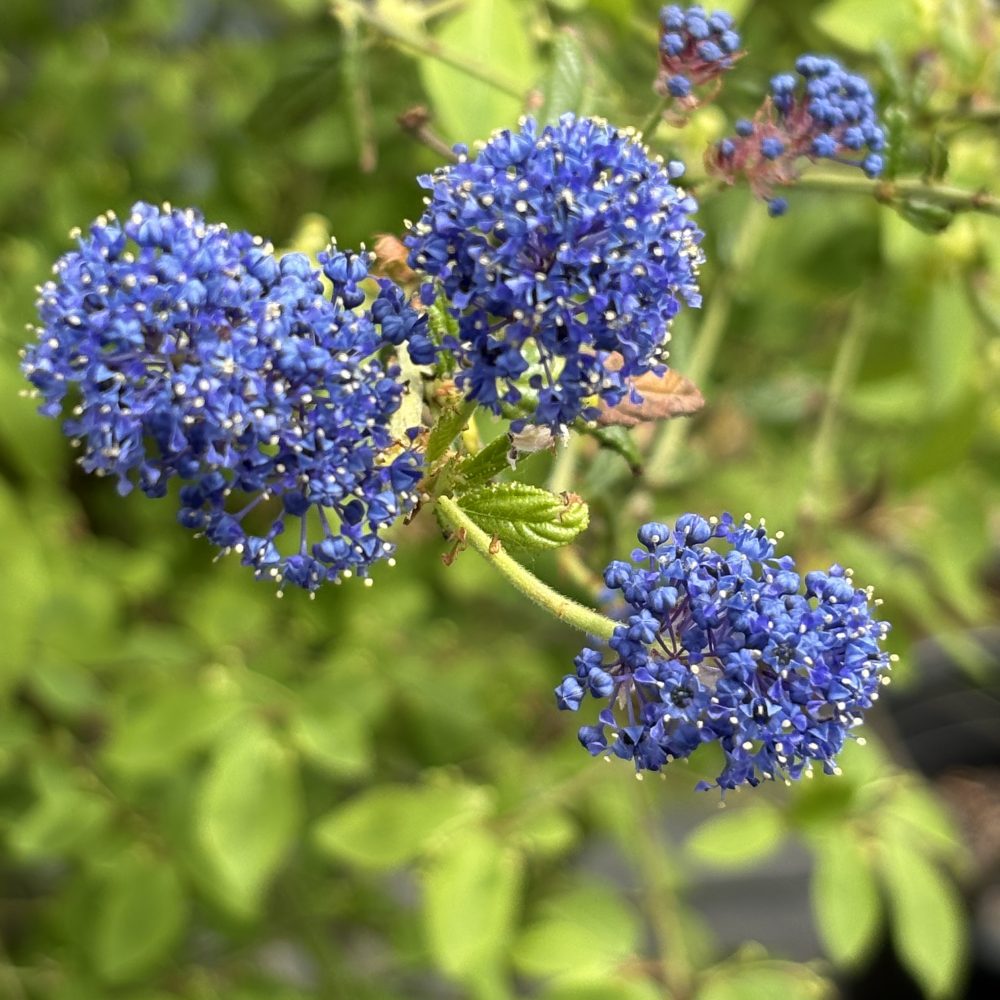 Ceanothus 'Concha' / Concha California Lilac
