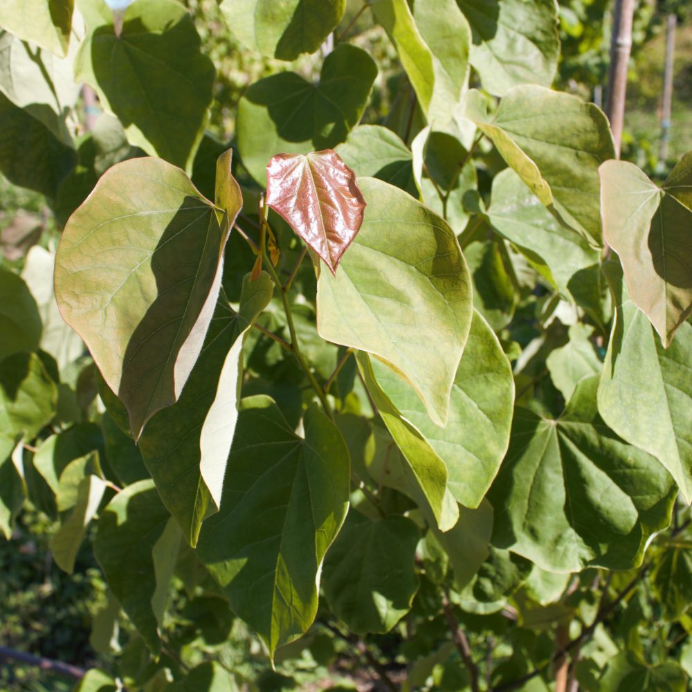 Cercis canadensis / Eastern Redbud