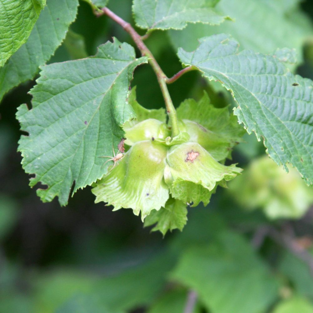 Corylus americana / American Filbert