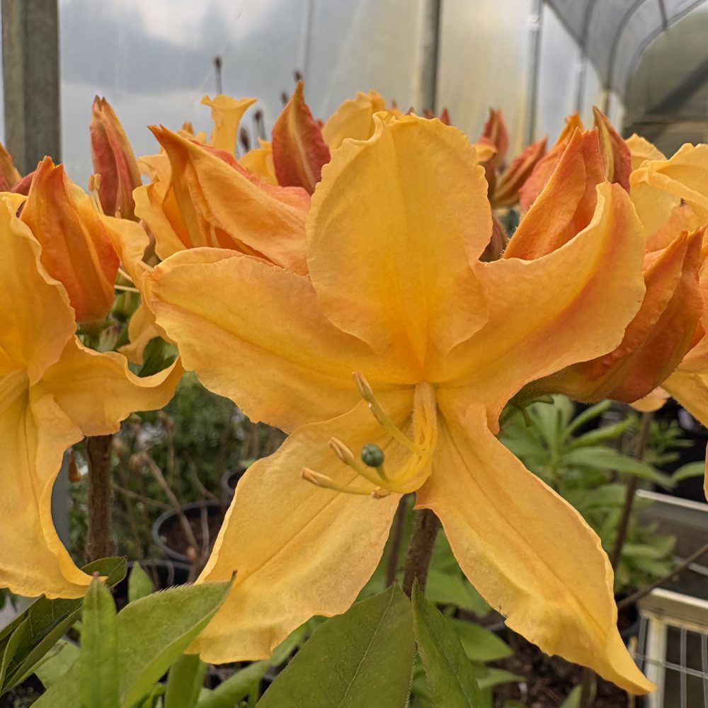 Rhododendron 'Golden Lights' / Golden Lights Azalea