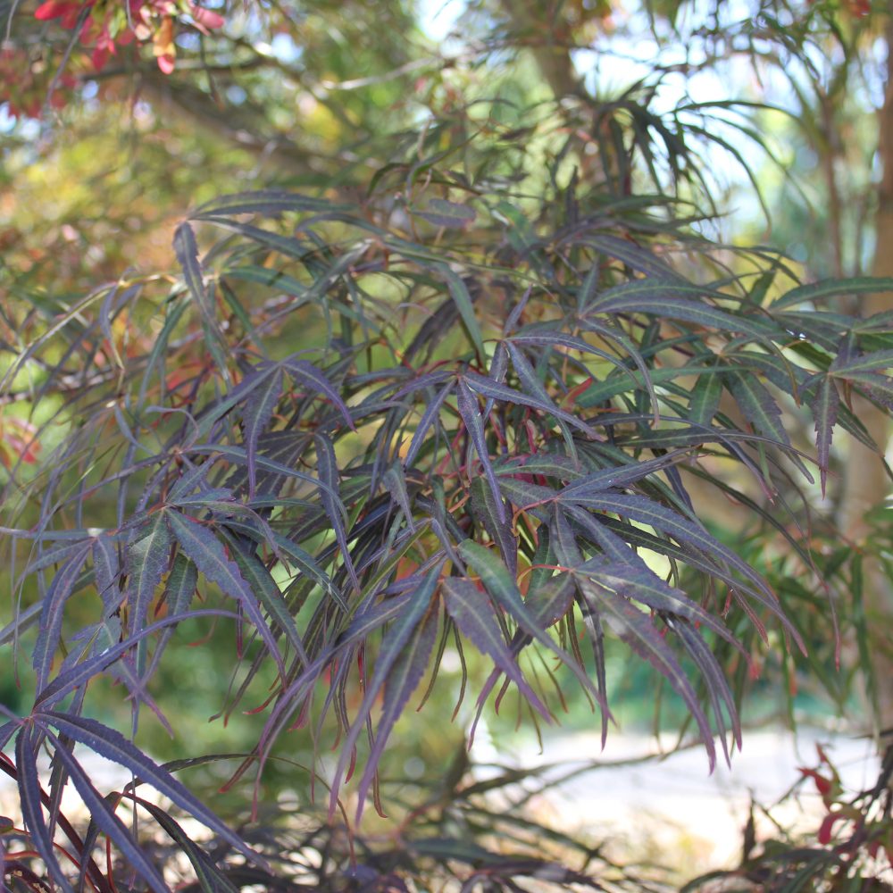 Acer palmatum 'Villa Taranto' / Villa Taranto Japanese Maple