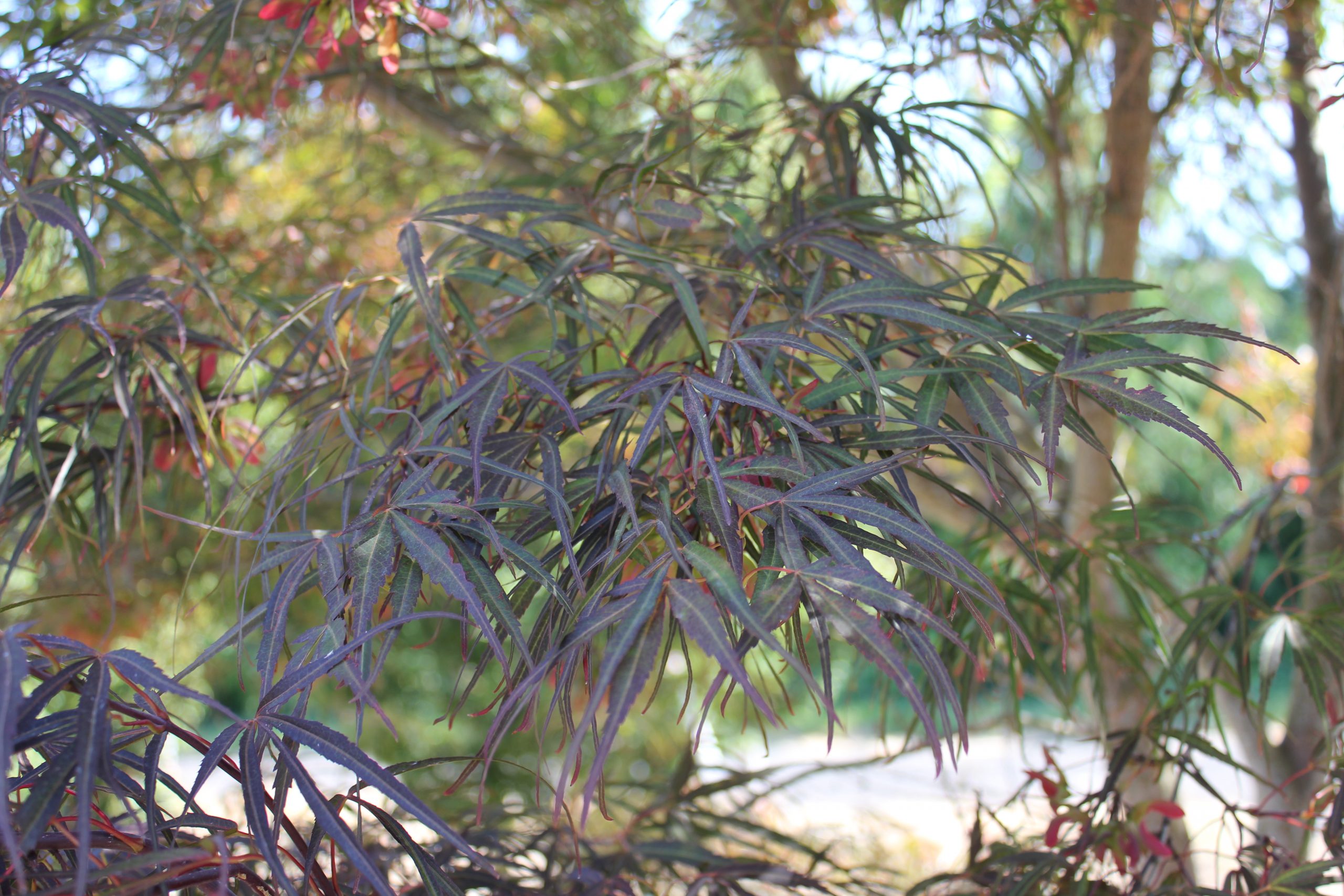 Acer palmatum ‘Villa Taranto’ / Villa Taranto Japanese Maple