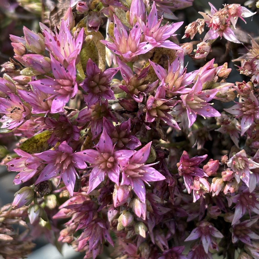Sedum spurium ‘John Creech’ / Caucasian Stonecrop