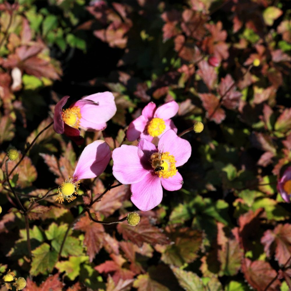 Anemone 'Fantasy Jasmine' / Fantasy Jasmine Windflower