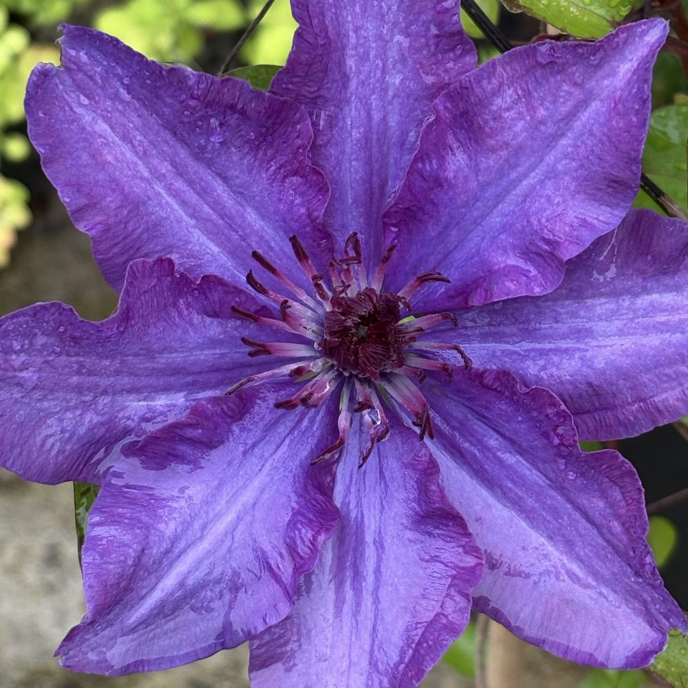 Clematis ‘Multi Blue’ / Multi Blue Clematis